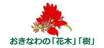 おきなわの「花木」「樹」