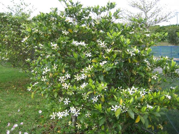 クチナシ おきなわ 緑と花のひろば