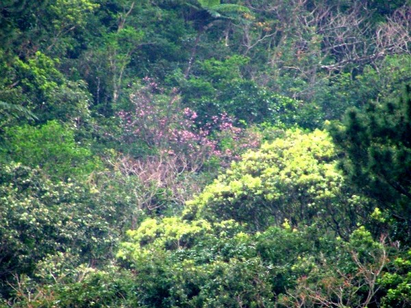 荒川　カンヒザクラ（花）